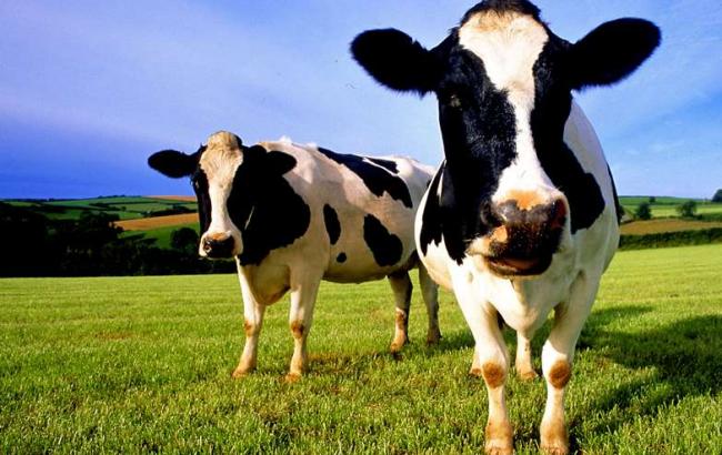 У Франції зафіксовано перший випадок коров'ячого сказу