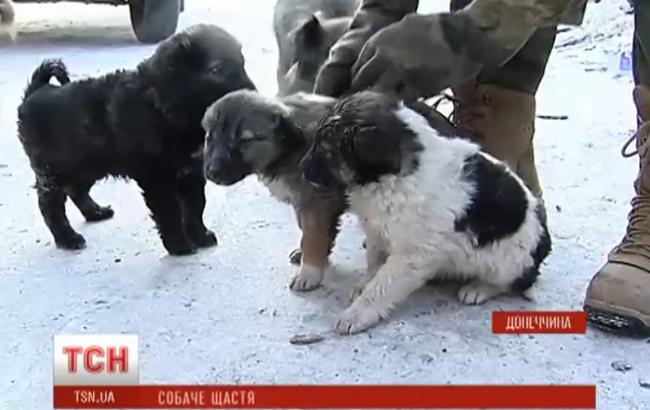 Цуценята вбитої бойовиками в АТО собаки знайшли собі господарів завдяки телесюжету