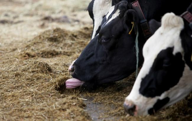 Поголовье скота в Украине в марте сократилось на 3,2%