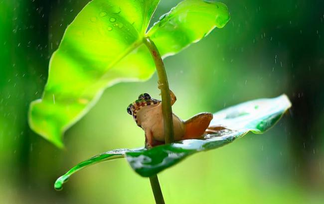 Погода на завтра: в Украине ожидаются дожди, местами с грозами, температура до +16