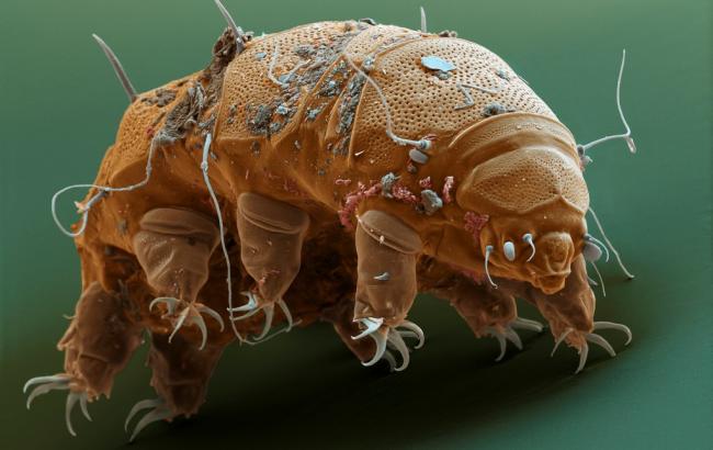 Японские ученые оживили животное после 30 лет заморозки