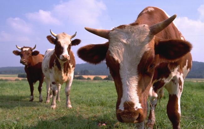 Поголів'я худоби в Україні в квітні скоротилося на 3,3%