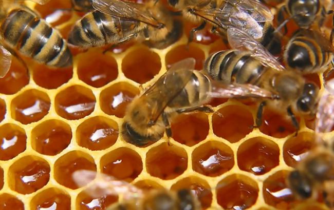 В США примерно половина пчел вымерла за последний год