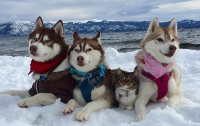 Хаски спасла котенка и стала для него мамой