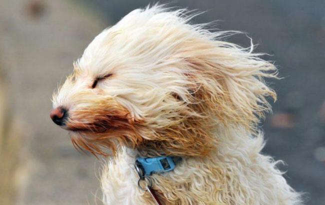 Синоптики попереджають про сильний вітер у Києві 20 та 21 травня