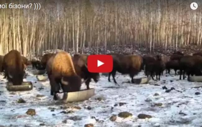 В Канаде появились украиноязычные бизоны