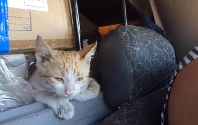 "Был Пулька, а стал Акапулька": боец перевез своего котенка из АТО в Киев