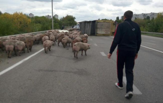 В Харькове из разбившегося грузовика сбежали сотни свиней