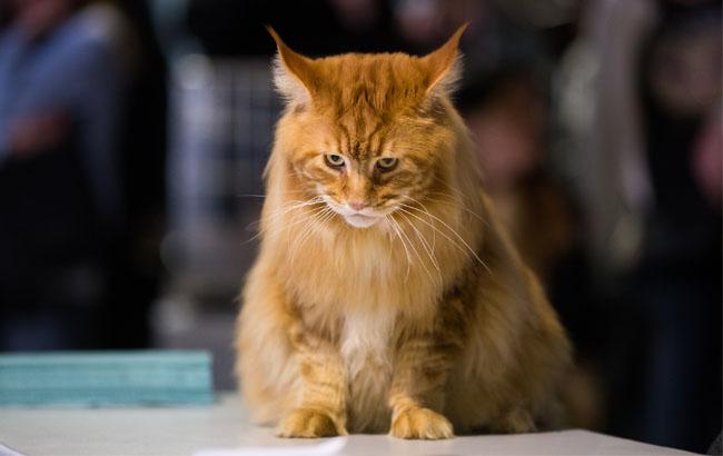"Зважений і пухнастий": кіт Кекс виграв битву гігантів на виставці в Києві