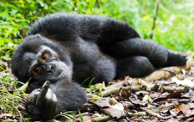 Эти забавные животные: опубликованы 40 самых смешных снимков зверей