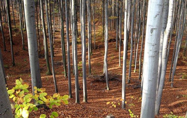Загублені в лісі: під Чернівцями 200 осіб розшукують сім'ю грибників