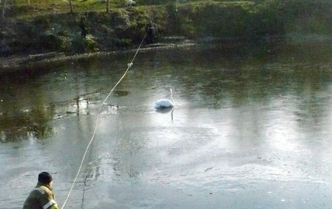 На Полтавщині рятувальники із замерзлої річки врятували лебедя