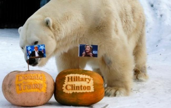 В России медведя накормили тыквами с надписями "Трамп" и "Клинтон"