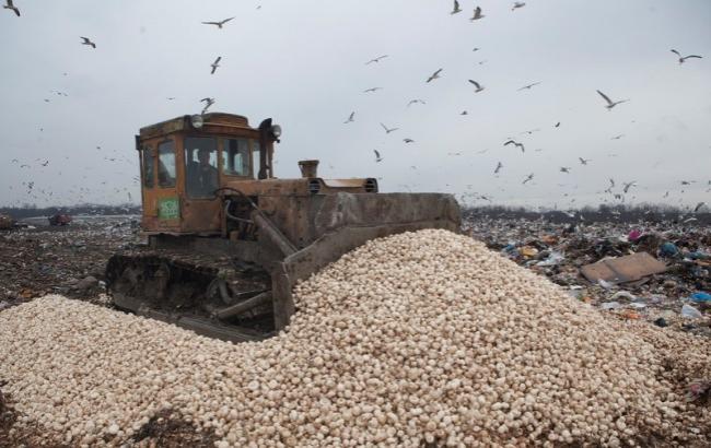 Россияне раздавили трактором 28 тонн грибов и помидоров