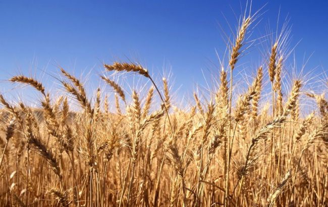 Украина экспортировала свыше 31 млн т зерна, - МинАП