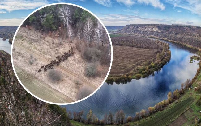 Їх завезли у 70-х роках: у Вінницькій області помітили стадо величних тварин  (відео)