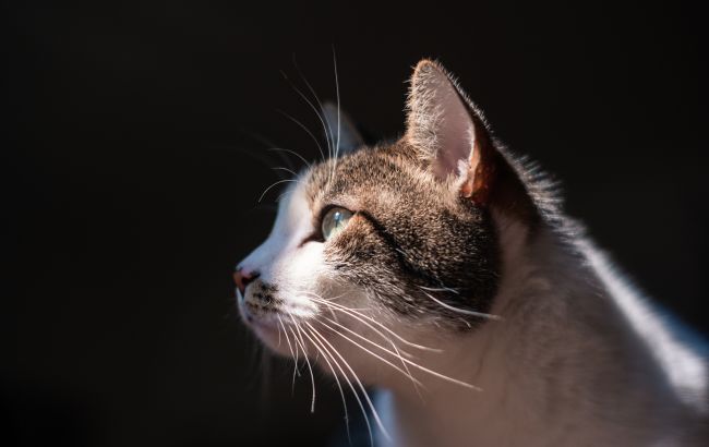 У Київській області в приватній перетримці загинули понад 50 тварин: деталі справи