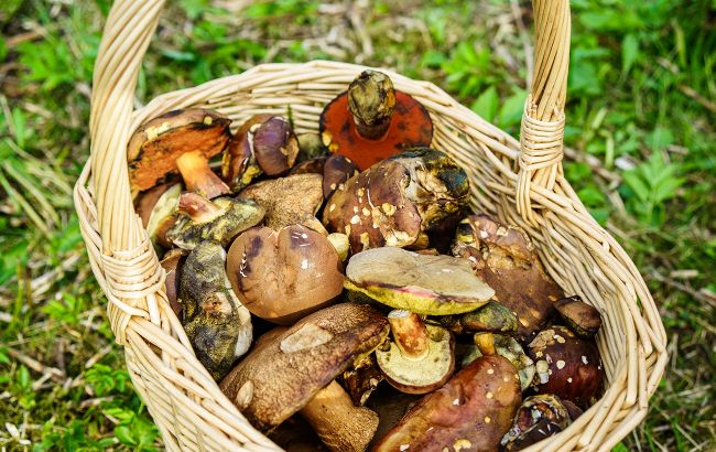 7 правил сбора грибов, которые уберегут жизнь во время "тихой охоты"