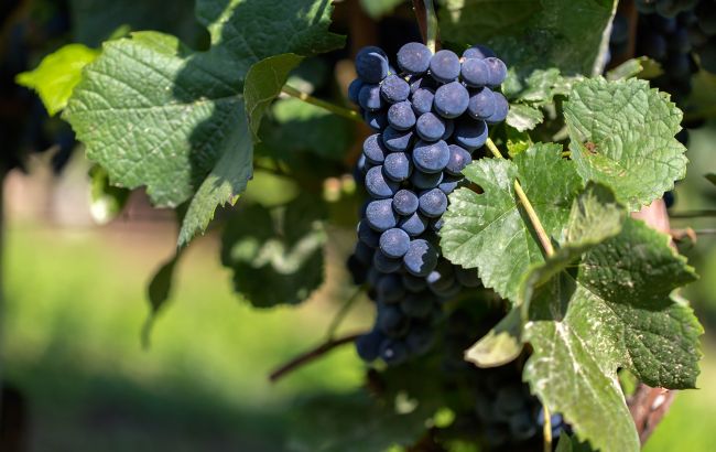 В Україні починається сезон. Чи варто вам їсти виноград та в чому його небезпека