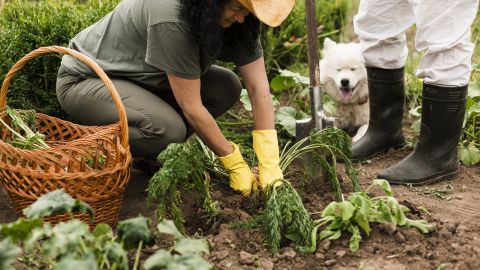 Посадіть прості 7 овочів на городі та будете економити на продуктах