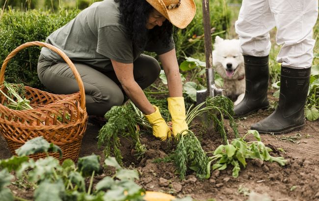 Посадіть прості 7 овочів на городі та будете економити на продуктах