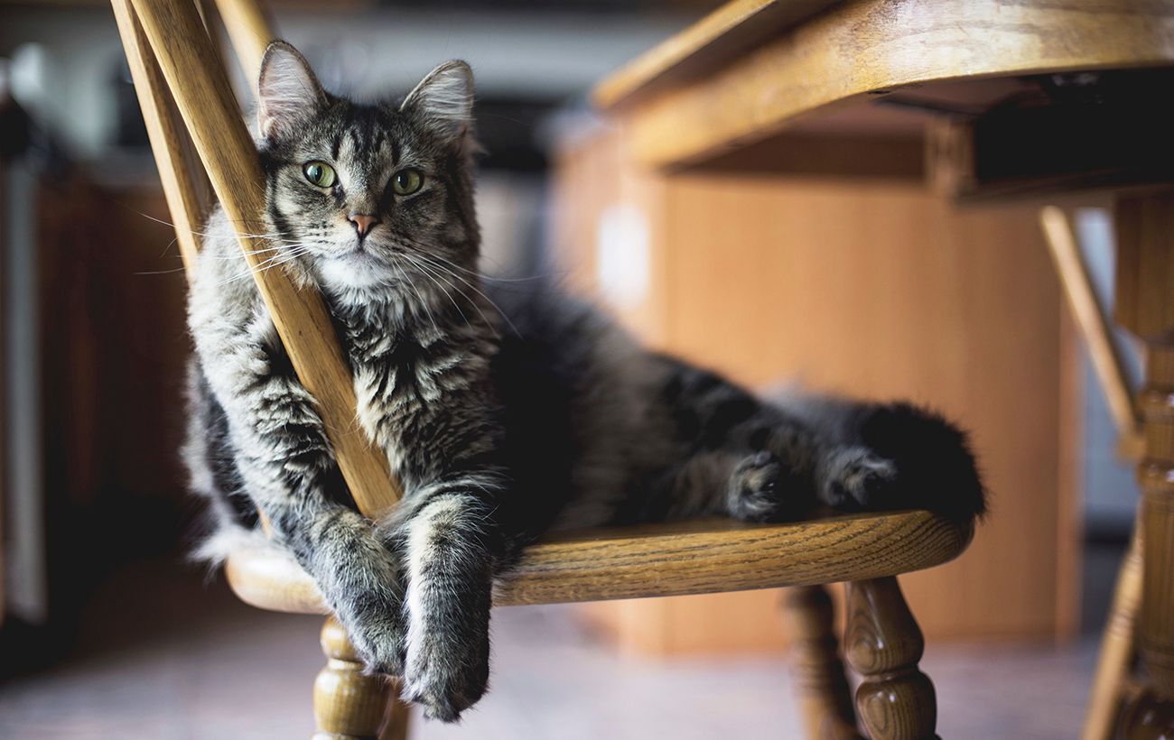 Більше ніж інтуїція: як кішки відчувають небезпеку раніше за сирени та датчики