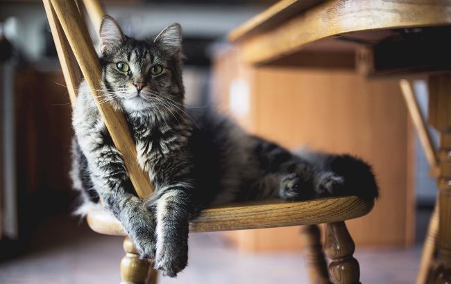 Більше ніж інтуїція: як кішки відчувають небезпеку раніше за сирени та датчики