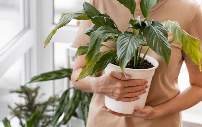 Вы уверены, что правильно поливаете комнатные растения?