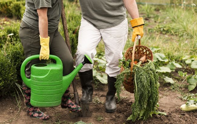 Чим підгодувати моркву для багатого врожаю солодких плодів
