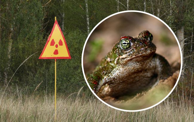 У Чорнобильській зоні виявили жаб-мутантів: вони збентежили вчених