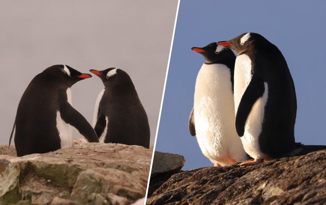 Пингвины-верхолазы: украинские полярники показали дом птиц в необычном месте (видео)