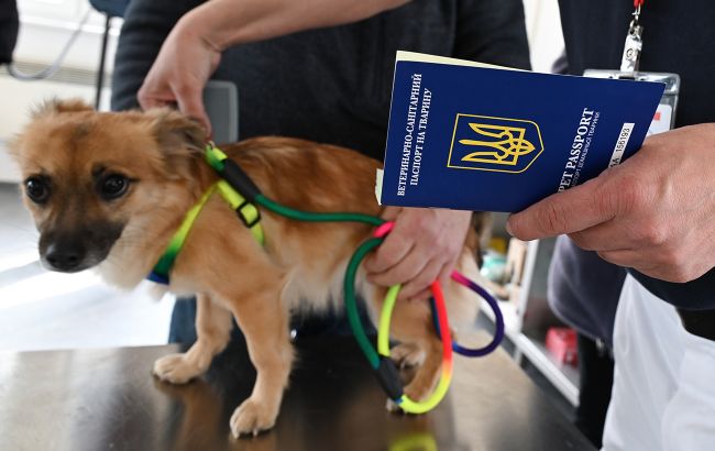 Щеплення, паспорт і чіп. Як виїхати до Польщі з тваринами: нові правила