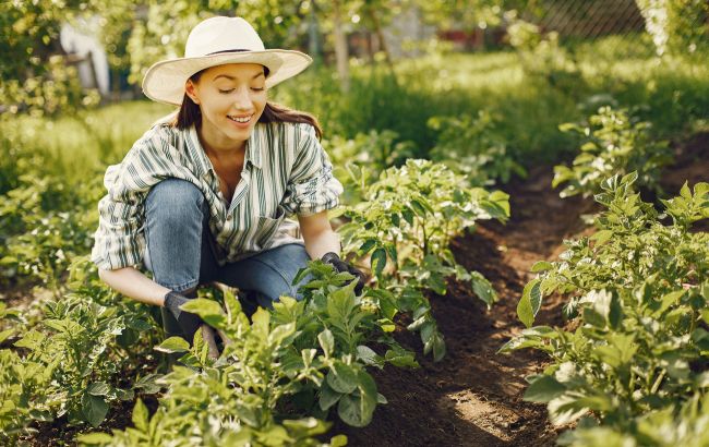 Ось що категорично не можна робити на грядках та в саду: важливі правила для городників