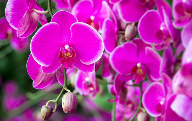 Орхідеї  будуть квітнути постійно, якщо ви скористуєтесь одним лайфхаком