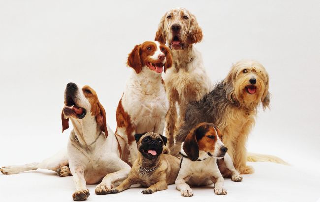 10 порід собак, які вважаються найдобрішими у світі (фото)