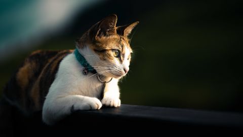 "Кошка - живое существо". Боец ВСУ спас животное, к которому оккупанты привязали взрывчатку