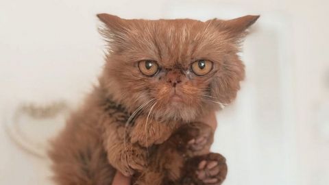 Кошка Шафа из Бородянки уже со своей настоящей хозяйкой: милые фото знаменитого пушистика