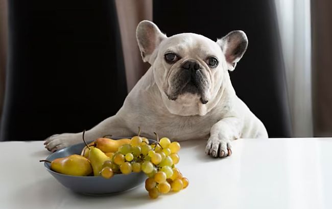 Эти продукты опасны для вашей собаки: избегайте их!