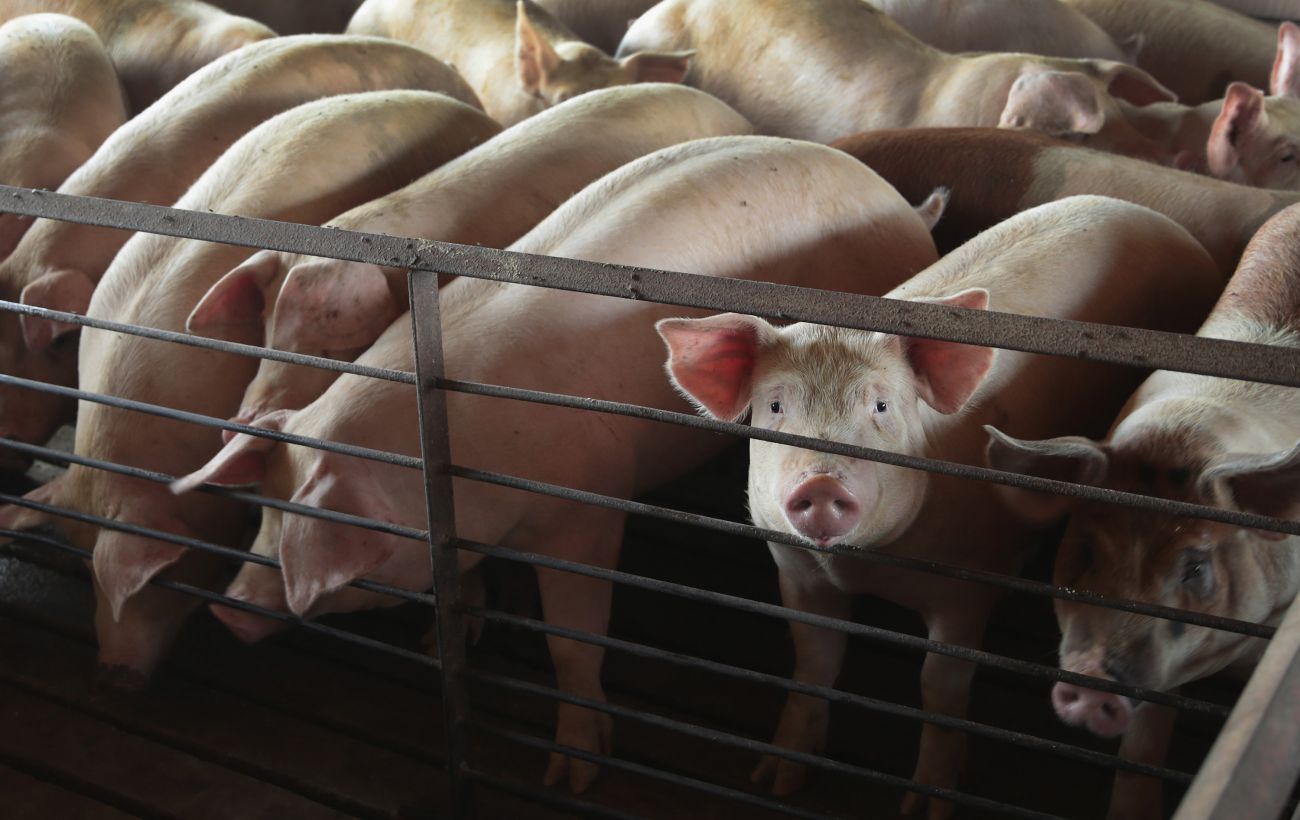 В Україні зафіксували спалах африканської чуми: як діяти, щоб вберегти свійських тварин