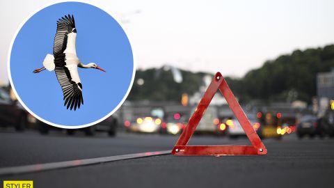 Лелека спровокував страшну ДТП із пожежею під Львовом: деталі події і відео