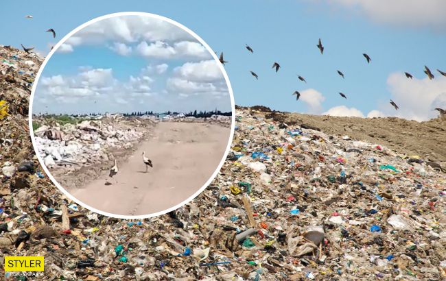 У Харкові помітили аномальне нашестя лелек на міському звалищі (відео)