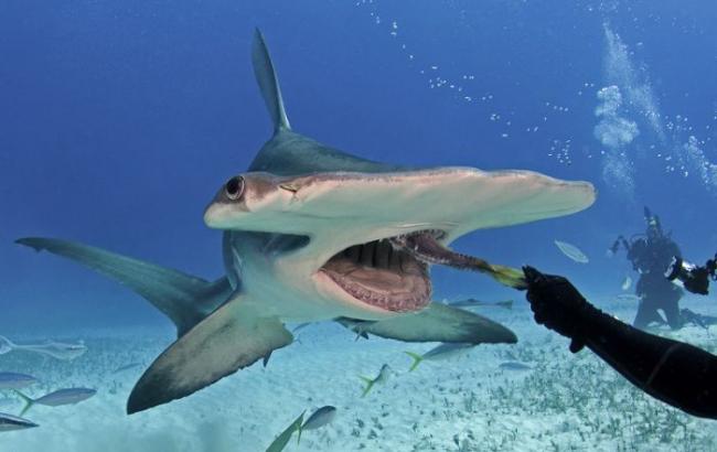 Зоологи обнаружили новый вид акулы