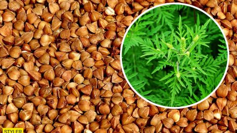 В Україну завезли отруйну гречку з Росії: викликає бронхіальну астму