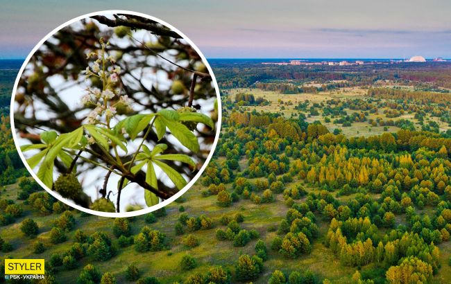 В Чернобыле зафиксировали странную природную аномалию: фото необычного сюрприза