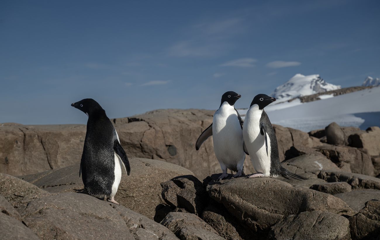 Пінгвіни без льоду, тюлені без укриття: як змінюється життя тварин Антарктики