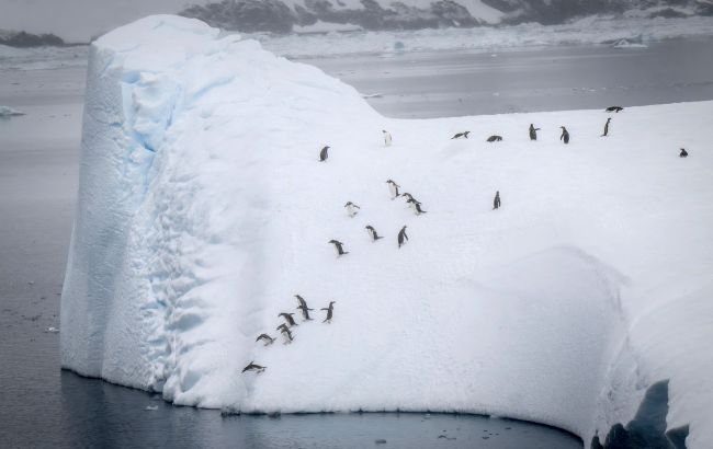 Незграби чи "торпеди"? Українські полярники показали справжні пінгвінячі перегони