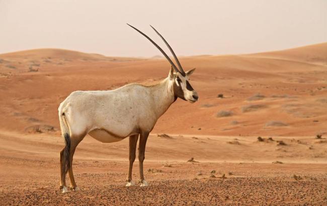 В Сахару повернулися рідкісні тварини, якi вимерли в дикій природі