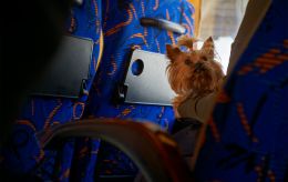 Путешествие с котом или собакой за границу: какие требования действуют для въезда в ЕС