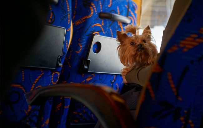 Впервые в Украине: утверждены официальные правила перевозки животных в автобусах