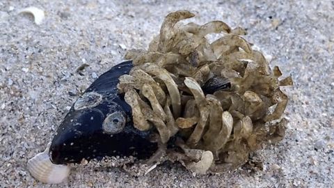 На березі Азовського моря знайшли химерних створінь: що воно таке?! (фото)